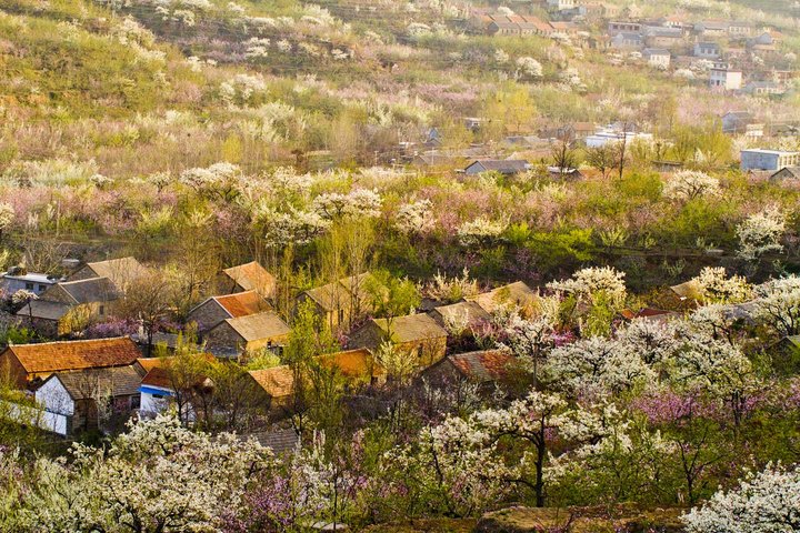 天宝山景区-九间棚梨花