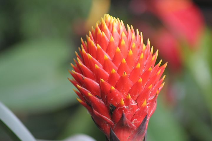 火炬凤梨花