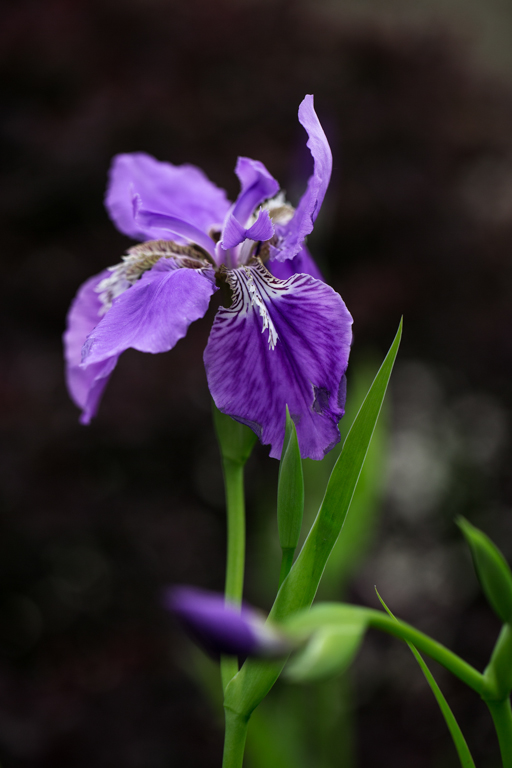 紫花倩影