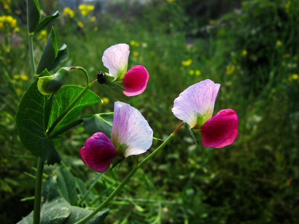 豌豆花