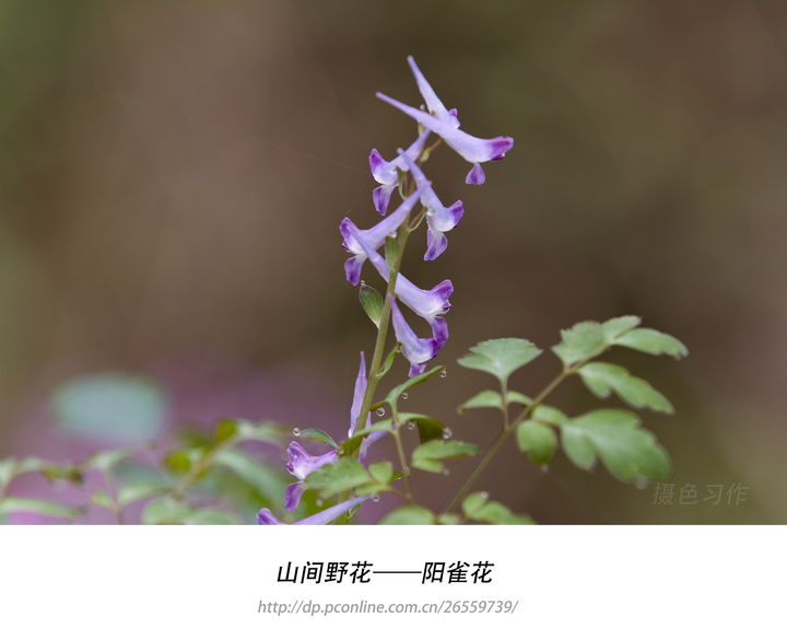 山间野花——阳雀花