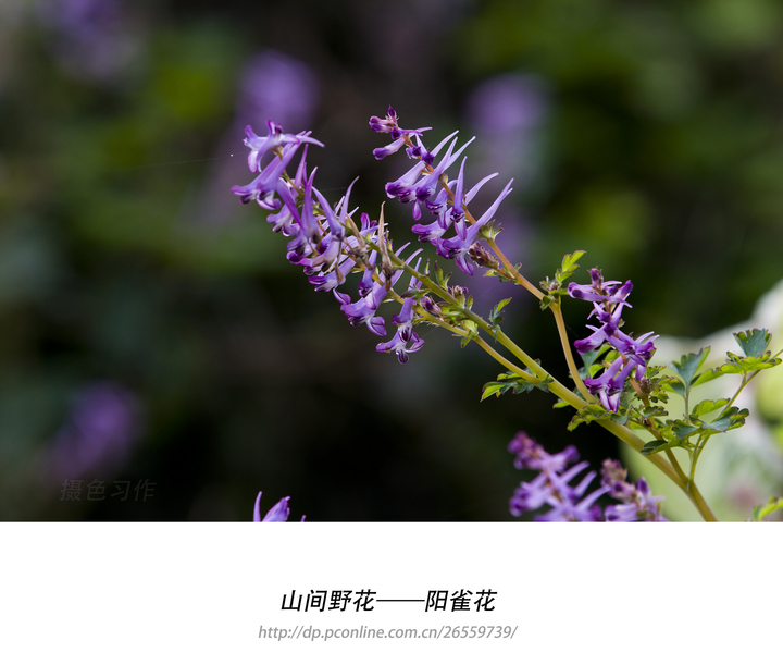 山间野花——阳雀花