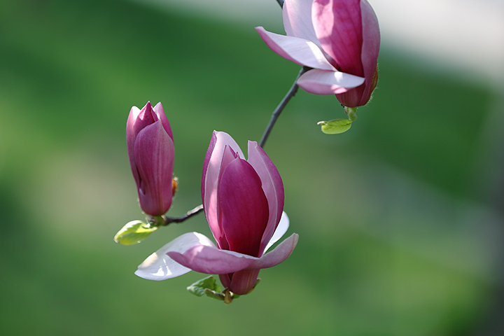 2013年花花草草