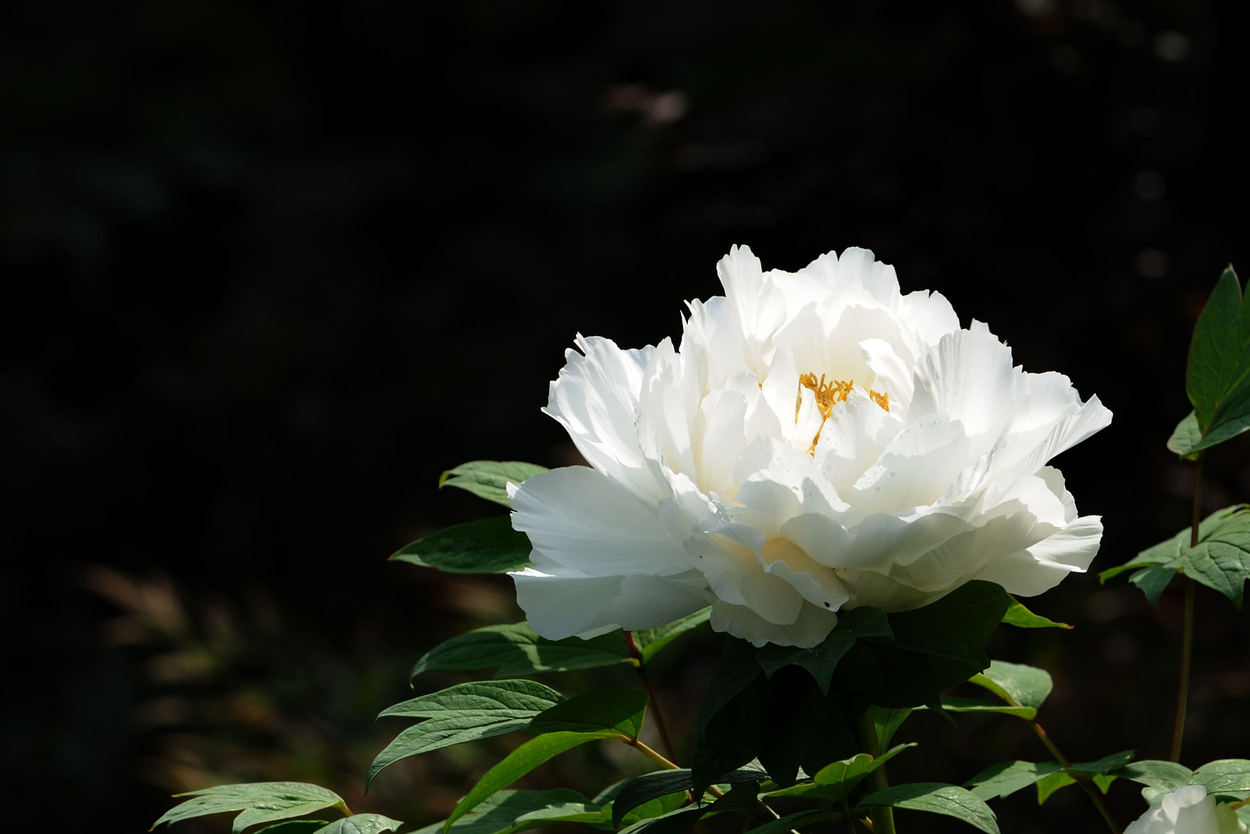 牡丹花开