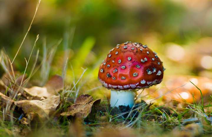 【红蘑菇摄影图片】基督城生态摄影