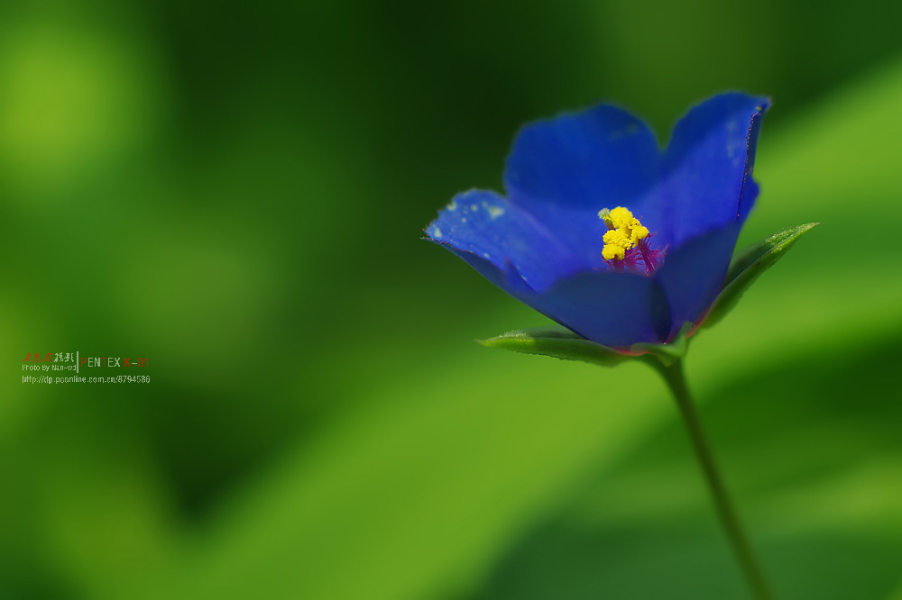 小蓝花微距