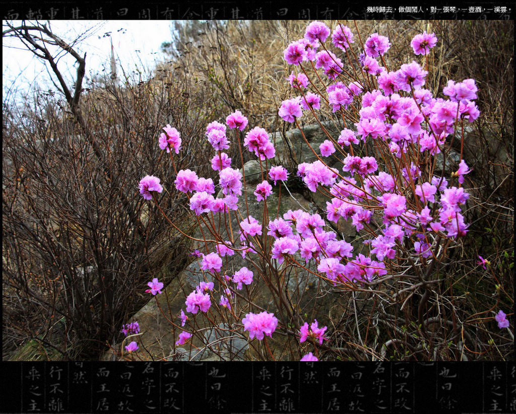 【山野的杜鹃花摄影图片】山东海阳生态摄影_冰立方