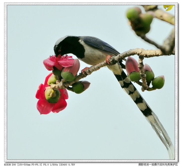 【红嘴蓝雀摄影图片】深圳鸟类保护区生态摄影