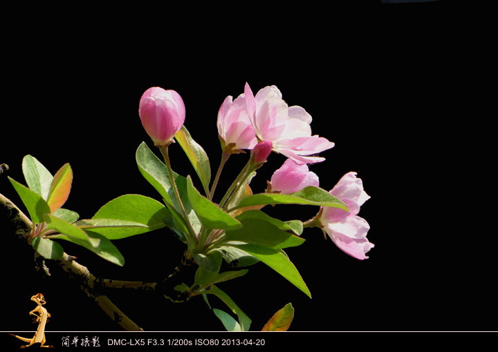 【北大海棠 2013.4.20摄影图片】北京大学生态