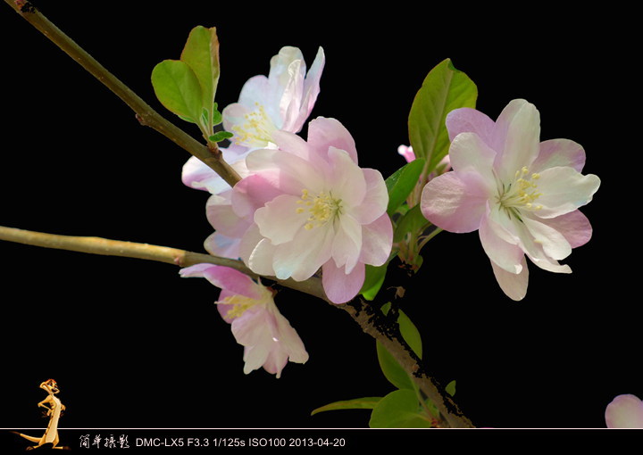 【北大海棠 2013.4.20摄影图片】北京大学生态