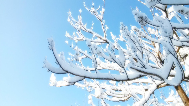 春雪