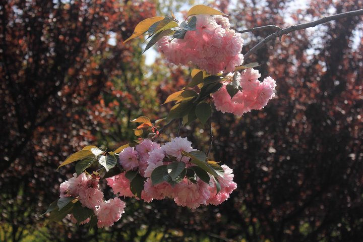 【上方山百花节!摄影图片】苏州上方山风光摄影_电脑