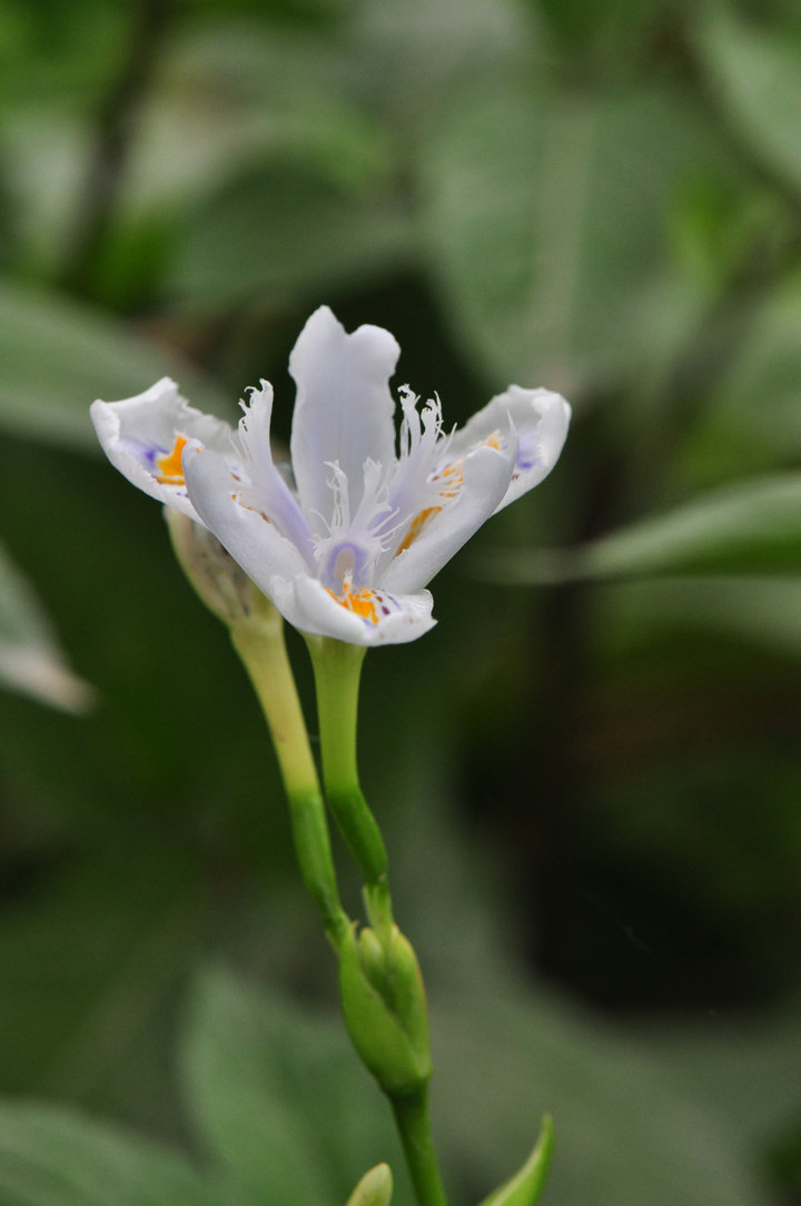 乱花渐欲迷人眼之无名花