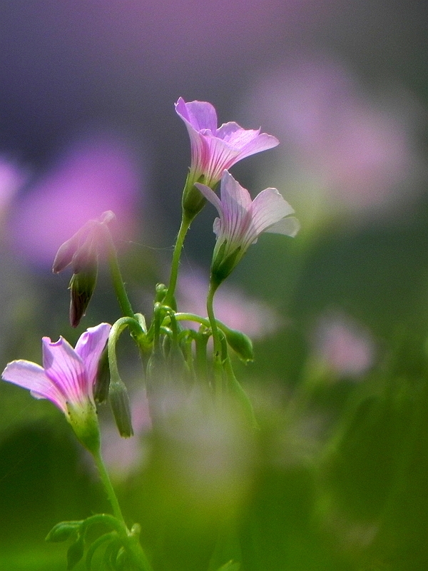 花朦胧——(二)
