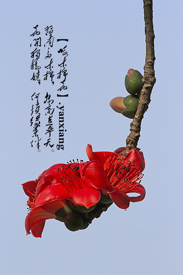 咏木棉花
