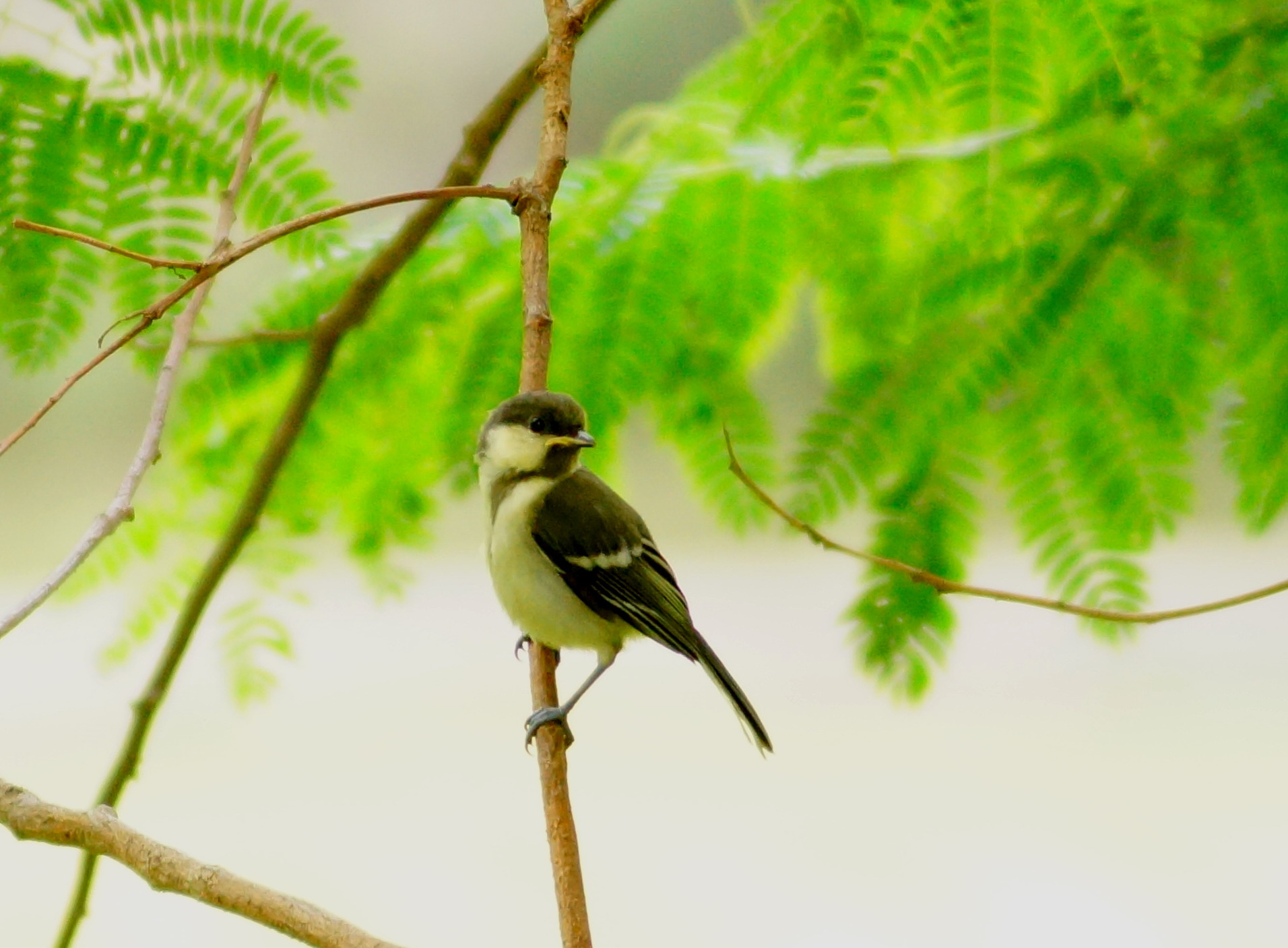 【树上的小鸟摄影图片】公园生态摄影_植物摄影_太平洋电脑网摄影部落