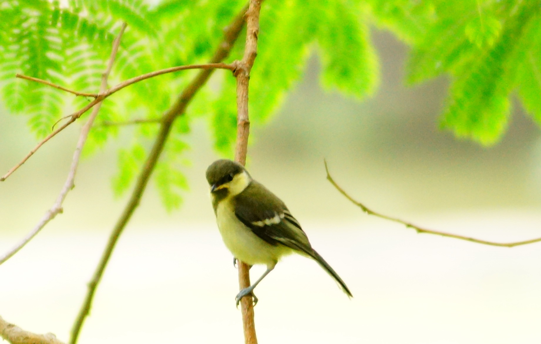 今年最好看的鸟类摄影照片都在这里 _湿地保护_www.shidicn.com