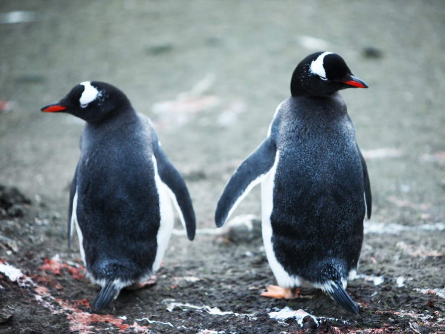 【南极企鹅摄影图片】南极生态摄影_蓝色龙羊_太平洋