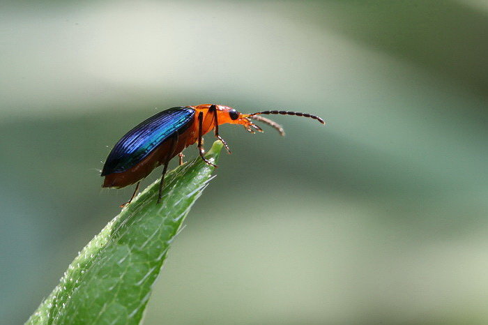 【虫虫四月天摄影图片】森林公园生态摄影_随