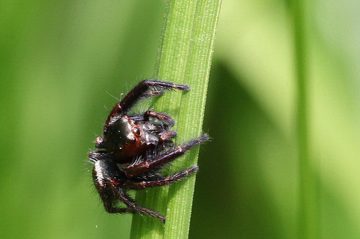【虫虫四月天摄影图片】森林公园生态摄影_随