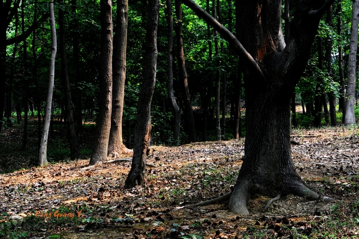【成都植物园之树木摄影图片】成都生态摄影