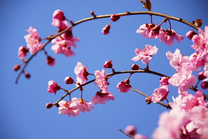 春回大地,桃花盛开