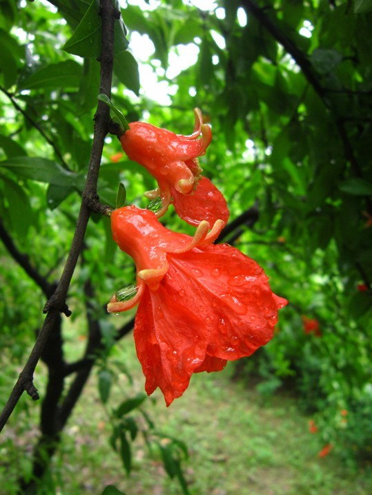 雨后石榴花