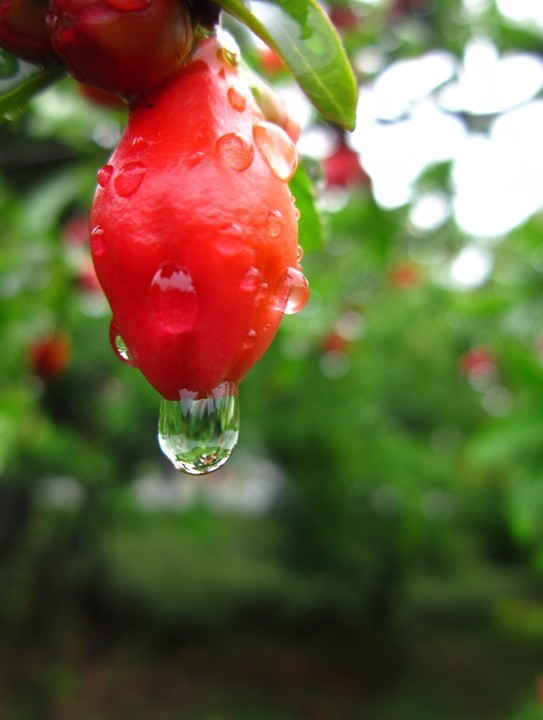 雨后石榴花