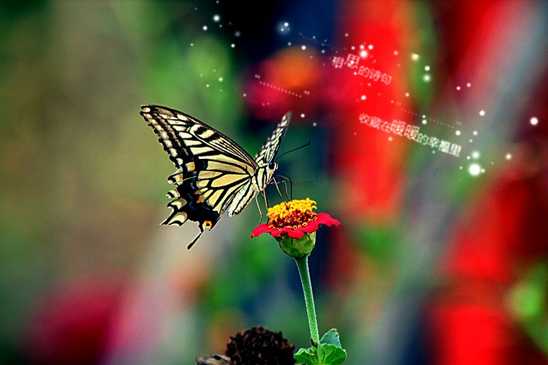 梦见彩蝶飞舞,探索梦境中的美丽预兆与心灵启示 梦见彩蝶飞舞,探索梦境中的美丽预兆与心灵启示