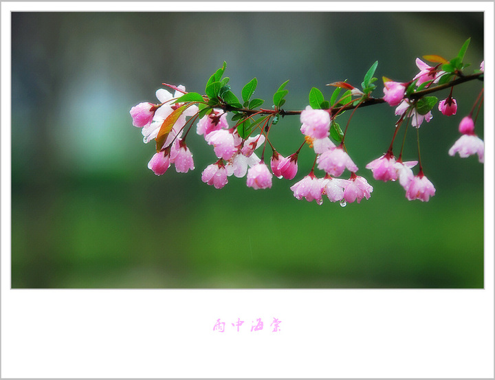 雨中海棠