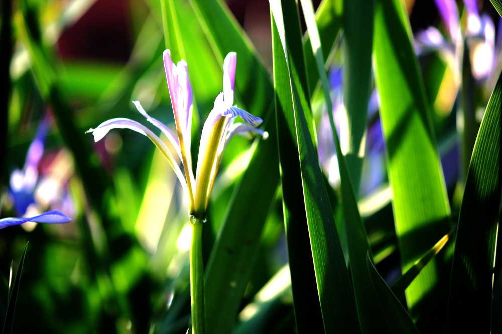 马兰花开