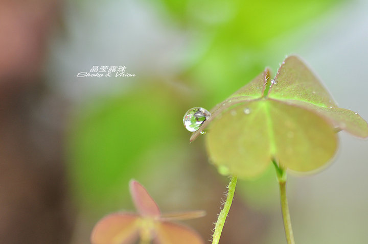 晶莹露珠