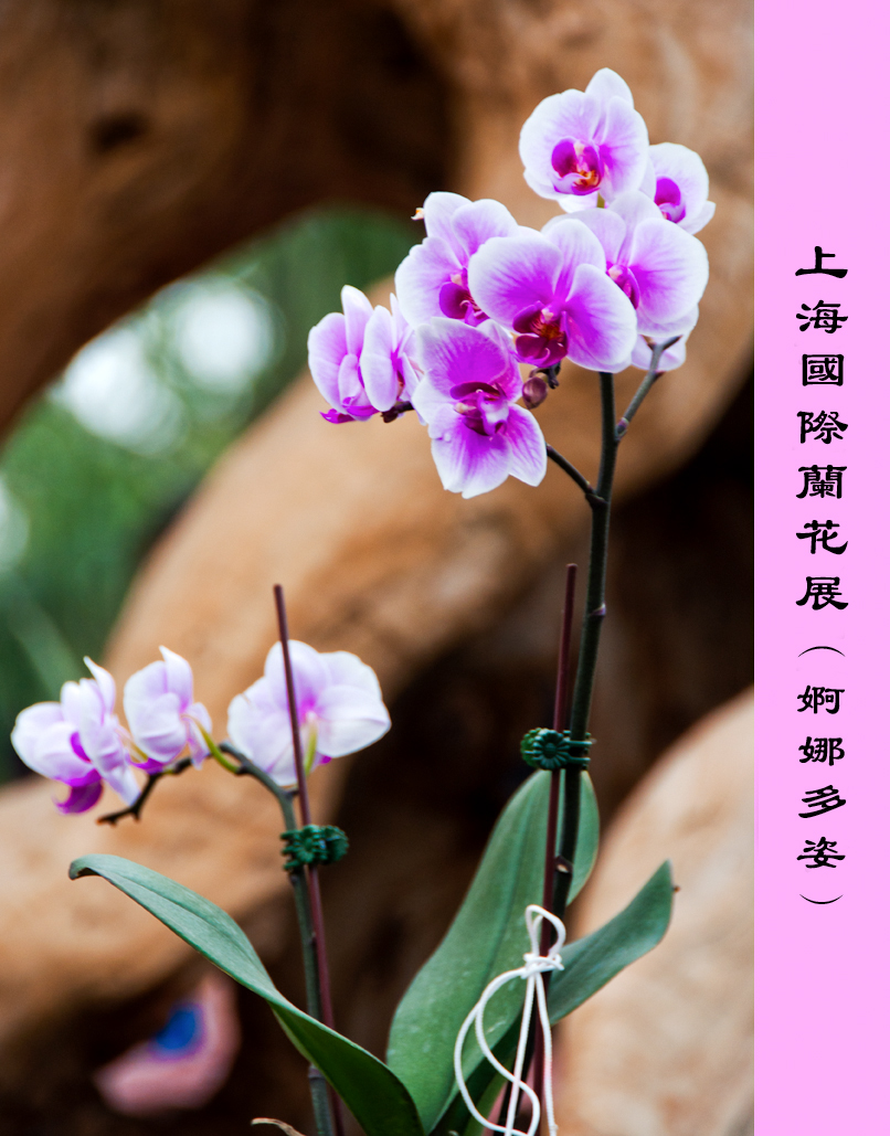 婀娜多姿(上海国际兰花展)