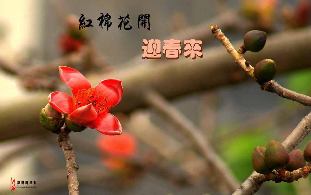 红棉花开迎春来