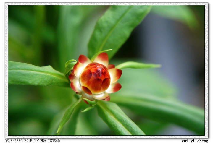 奇花异草