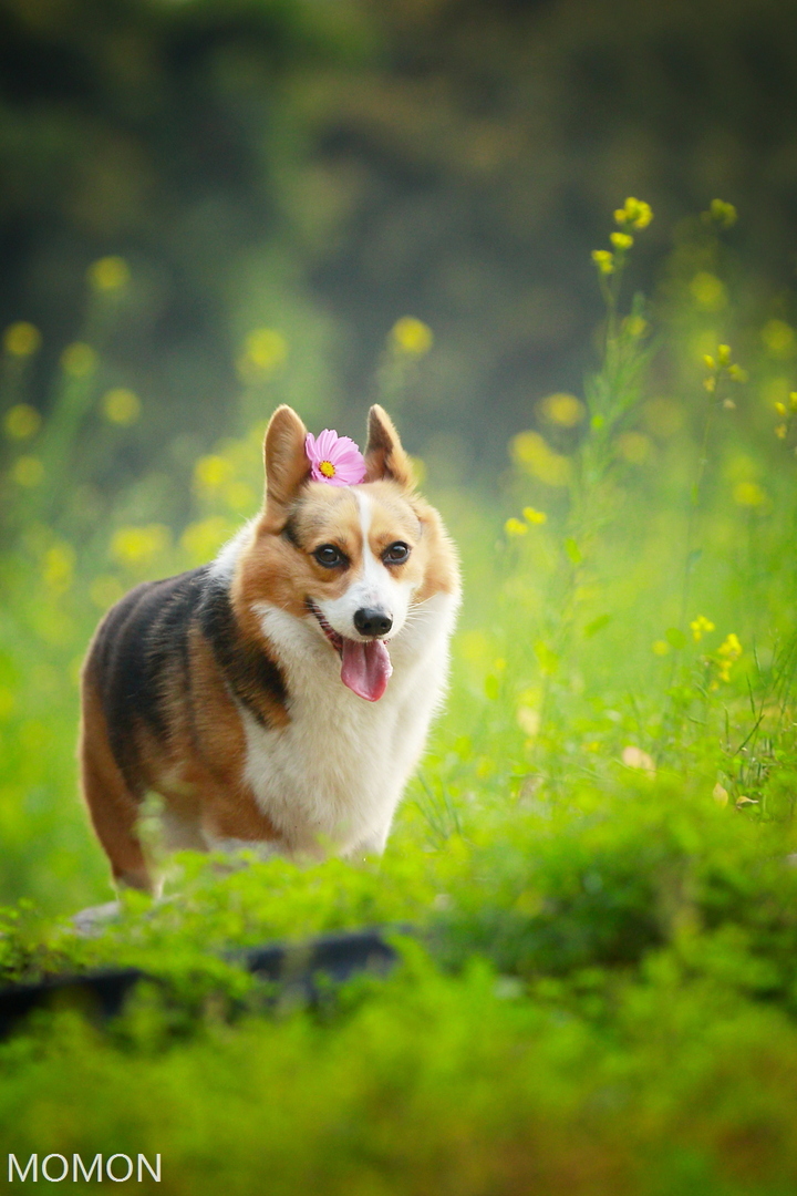 【柯基犬摄影图片】福州生态摄影