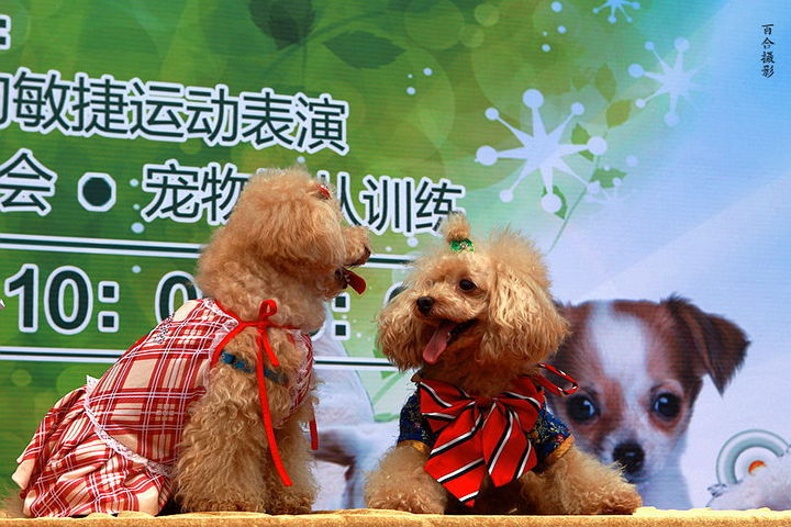 【广州首届狗狗运动会摄影图片】广州奥体中心