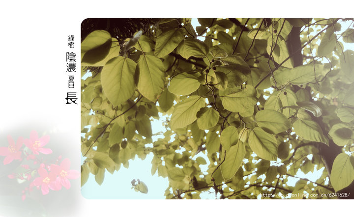 【绿树阴浓夏日长~摄影图片】福建生活摄影