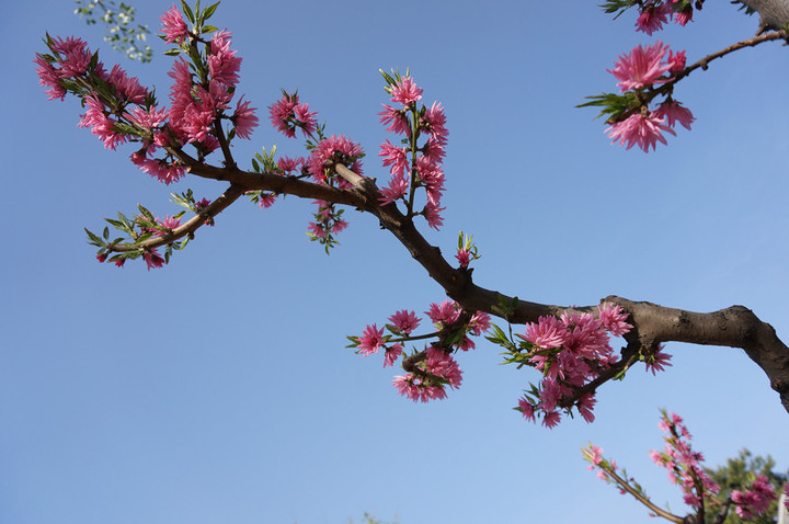 烂漫桃花