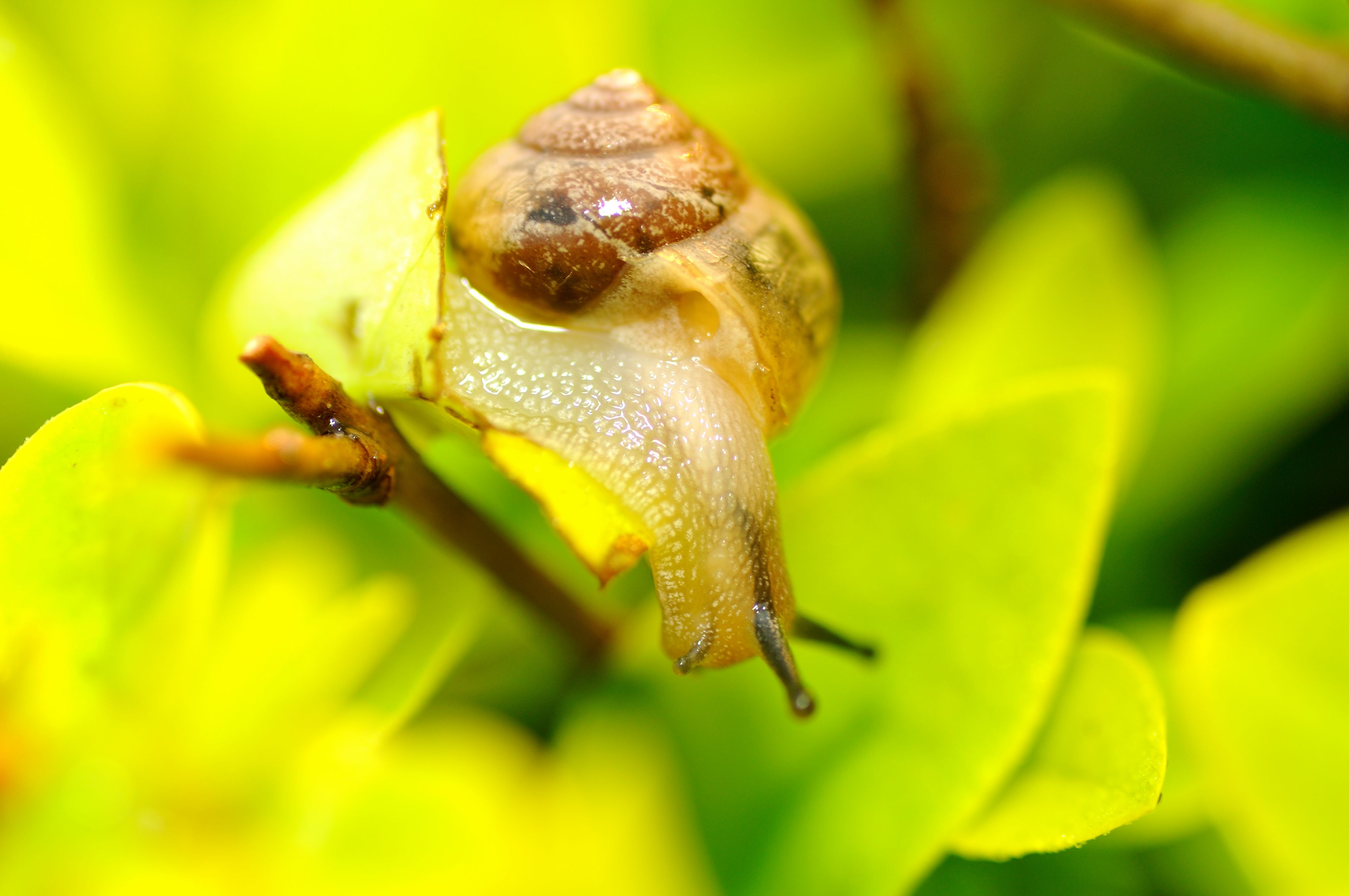 【蜗牛摄影图片】芜湖市神山公园内生态摄影_漂流的羽翼_太平洋电脑网摄影部落