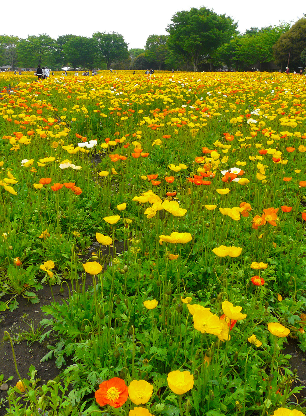 花开时节休闲时光1