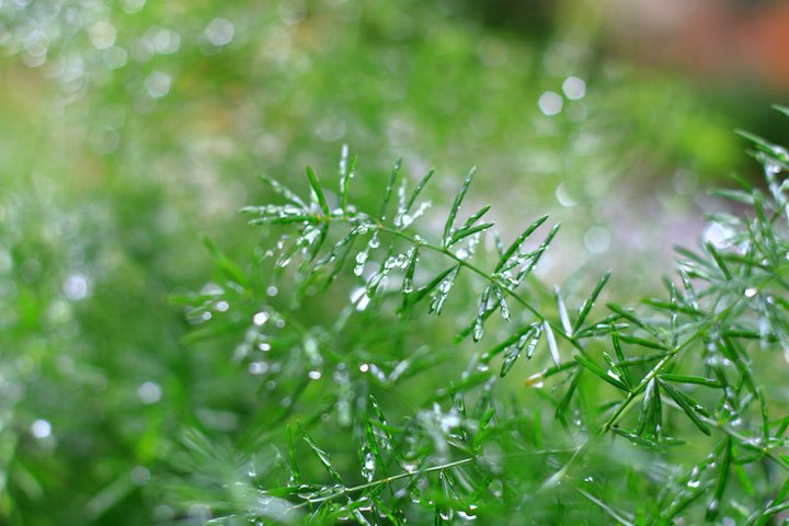 雨后的小草