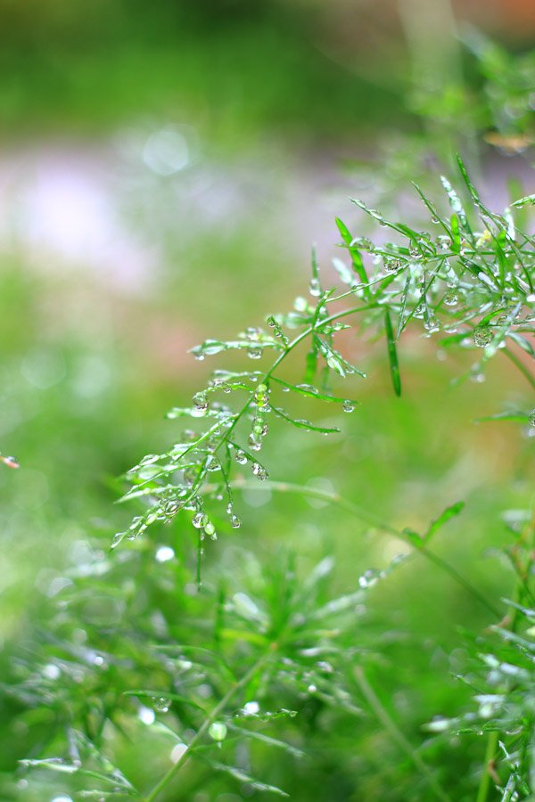 雨后的小草