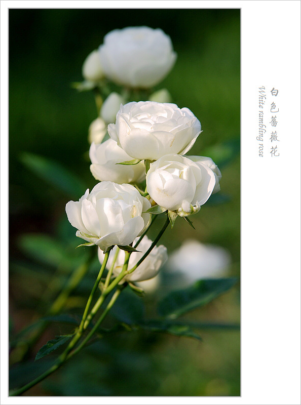 【白色蔷薇摄影图片】杭州生态摄影_东 风影像视界_网
