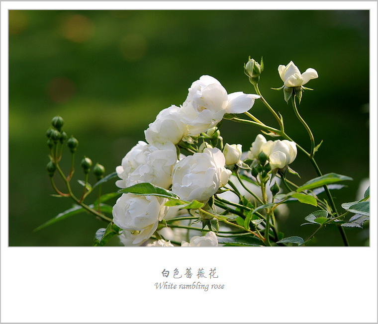 【白色蔷薇摄影图片】杭州生态摄影_东 风影像视界_网