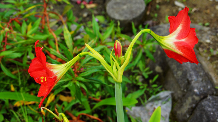 台湾北回归线百合花18