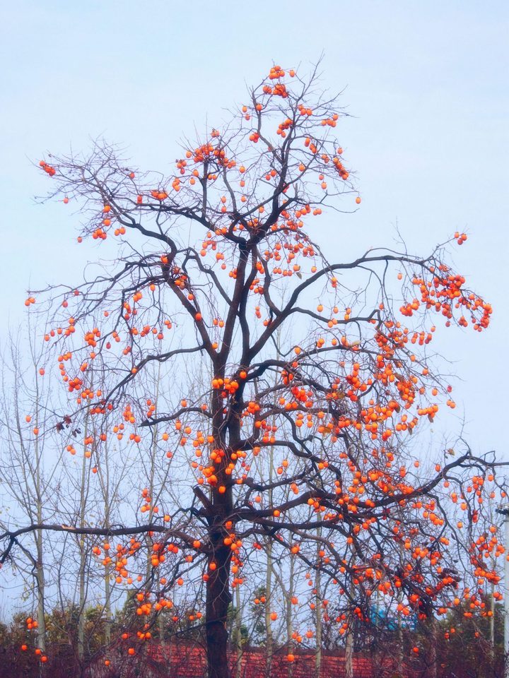 【去年冬天的柿子树摄影图片】长安县纪实摄影