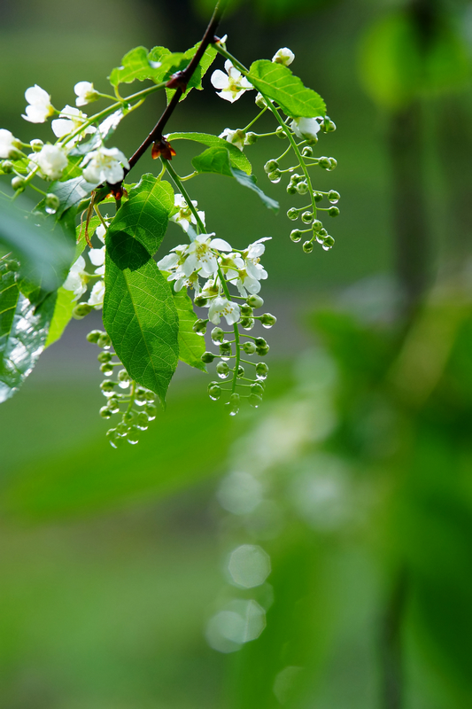 雨后的花儿.