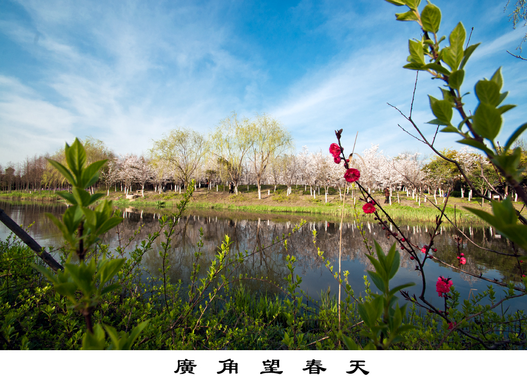 【望春天摄影图片】上海顾村公园生态摄影_高山之林_太平洋电脑网摄影