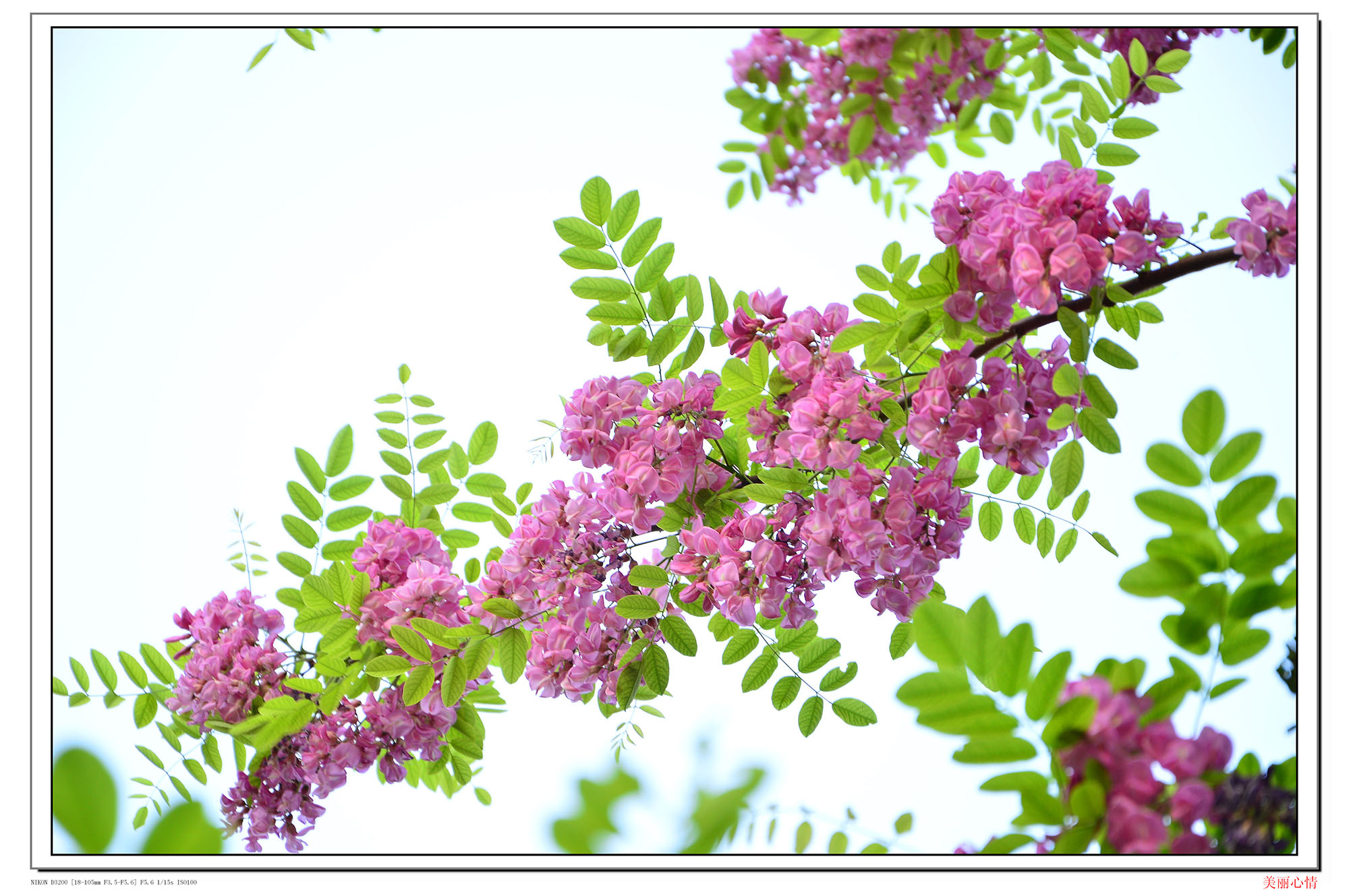路边开紫色花的绿化树-图库-五毛网